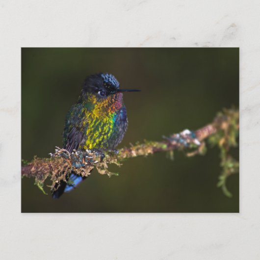 Hummingvogel Postkarte (Vorderseite)