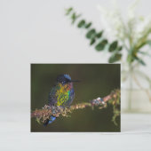 Hummingvogel Postkarte (Stehend Vorderseite)