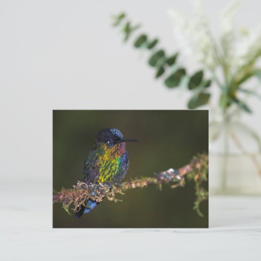 Hummingvogel Postkarte (Stehend Vorderseite)