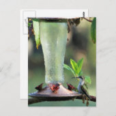 Hummingvogel Postkarte (Vorne/Hinten)