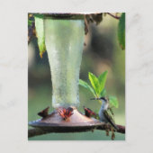 Hummingvogel Postkarte (Vorderseite)