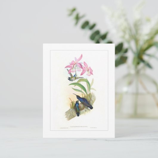 Hummingvogel Postkarte (Stehend Vorderseite)