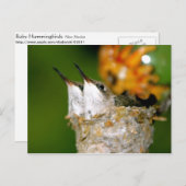 Hummingvögel Postkarte (Vorne/Hinten)