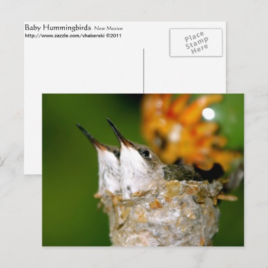 Hummingvögel Postkarte (Vorne/Hinten)