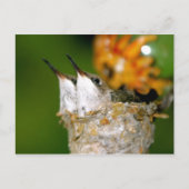 Hummingvögel Postkarte (Vorderseite)