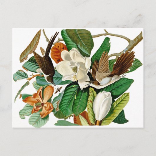 Hummingvögel Postkarte (Vorderseite)