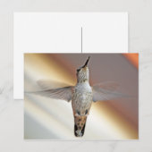 Hummingvogel Postkarte (Vorne/Hinten)