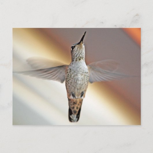 Hummingvogel Postkarte (Vorderseite)