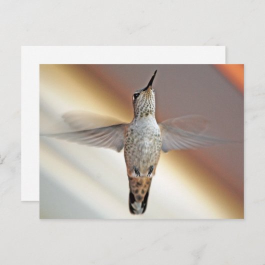Hummingvogel Postkarte (Vorne/Hinten)