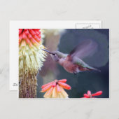 Hummingvogel Postkarte (Vorne/Hinten)