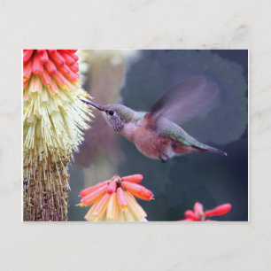 Hummingvogel Postkarte