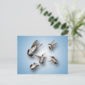 Hummingvögel Postkarte (Stehend Vorderseite)