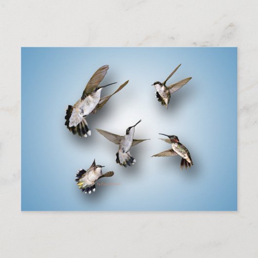 Hummingvögel Postkarte (Vorderseite)