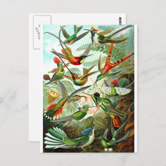 Hummingvögel Postkarte (Vorne/Hinten)