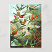 Hummingvögel Postkarte (Vorderseite)