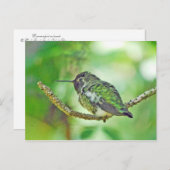 Hummingvogel Postkarte (Vorne/Hinten)