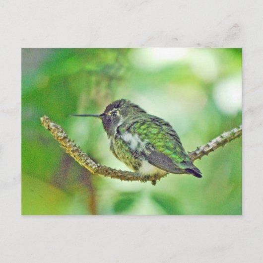 Hummingvogel Postkarte (Vorderseite)