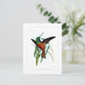 Hummingvogel Postkarte (Stehend Vorderseite)