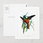 Hummingvogel Postkarte (Vorne/Hinten)