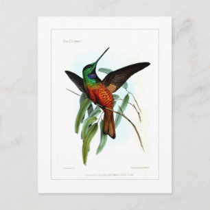 Hummingvogel Postkarte