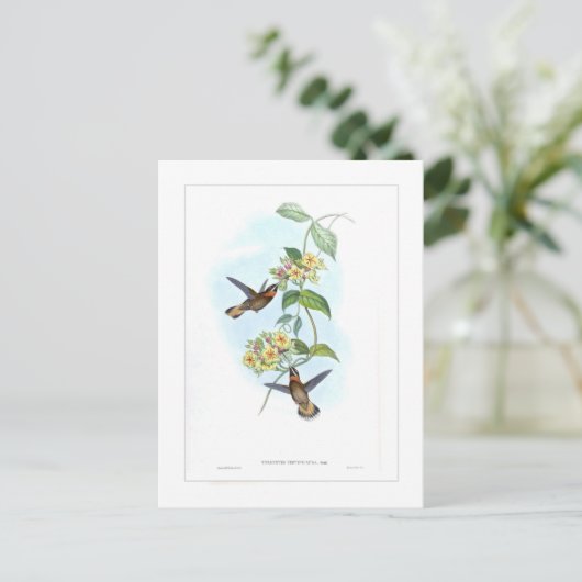 Hummingvogel Postkarte (Stehend Vorderseite)
