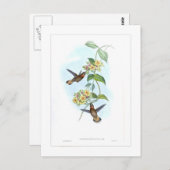 Hummingvogel Postkarte (Vorne/Hinten)