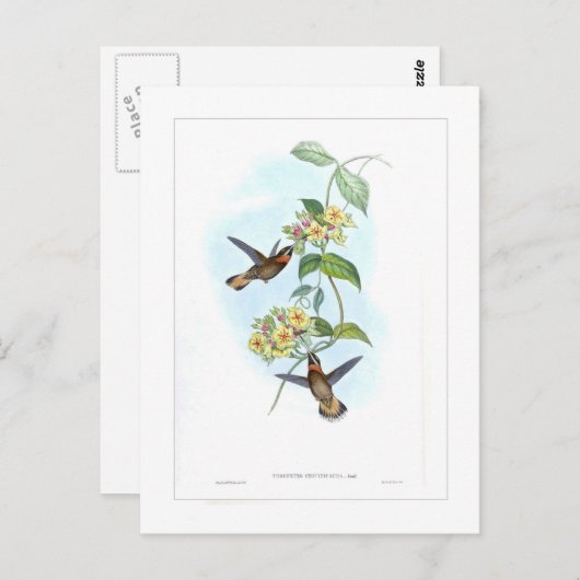 Hummingvogel Postkarte (Vorne/Hinten)