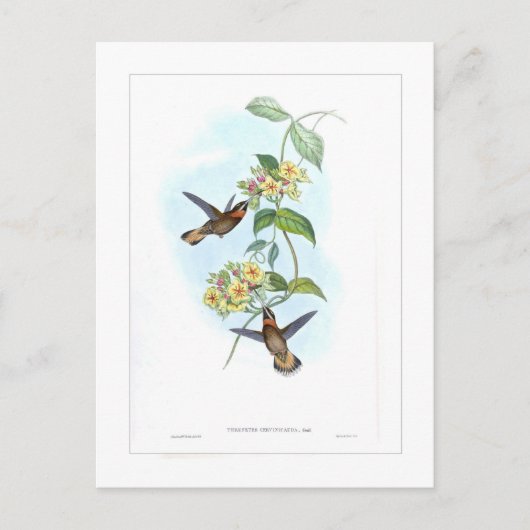 Hummingvogel Postkarte (Vorderseite)