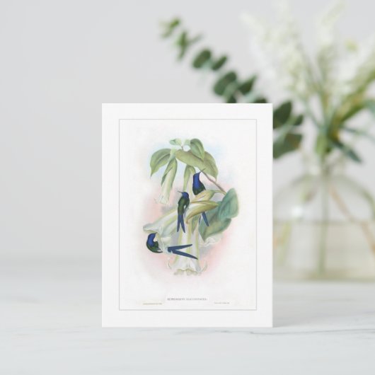 Hummingvogel Postkarte (Stehend Vorderseite)