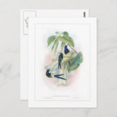 Hummingvogel Postkarte (Vorne/Hinten)