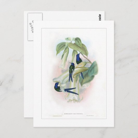 Hummingvogel Postkarte (Vorne/Hinten)