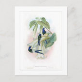 Hummingvogel Postkarte (Vorderseite)