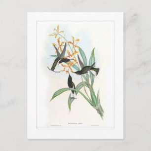 Hummingvogel Postkarte