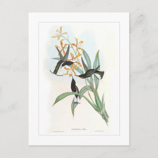 Hummingvogel Postkarte (Vorderseite)