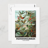 Hummingvögel Postkarte (Vorne/Hinten)