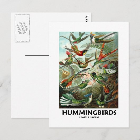 Hummingvögel Postkarte (Vorne/Hinten)