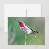 Hummingvogel Postkarte (Vorne/Hinten)