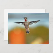 Hummingvogel Postkarte (Vorne/Hinten)
