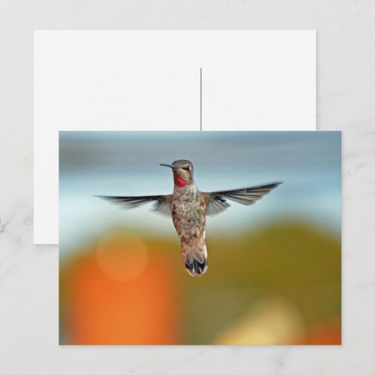 Hummingvogel Postkarte (Vorne/Hinten)