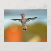 Hummingvogel Postkarte (Vorderseite)