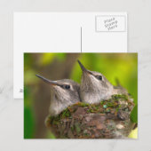 Hummingvögel Postkarte (Vorne/Hinten)