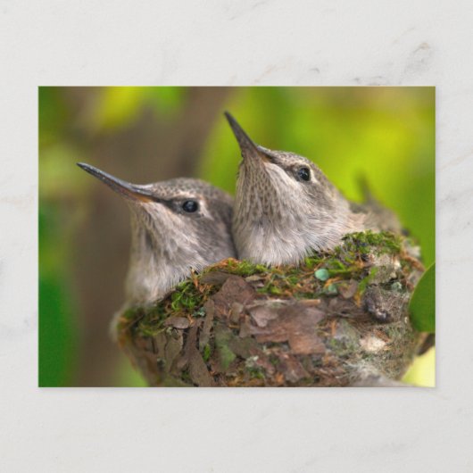 Hummingvögel Postkarte (Vorderseite)