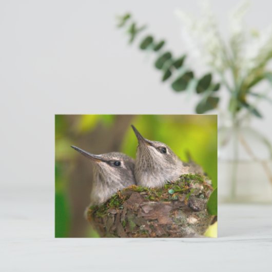Hummingvögel Postkarte (Stehend Vorderseite)