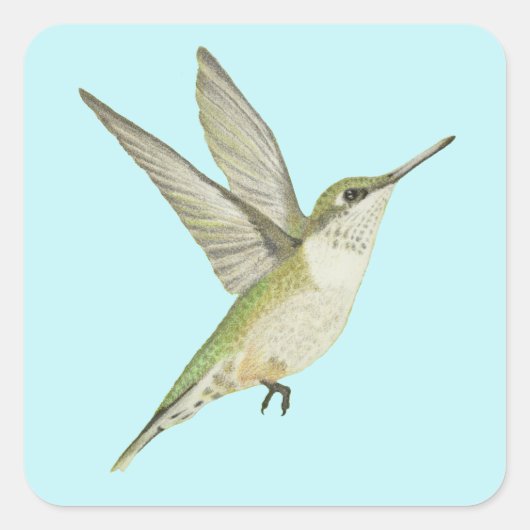 Hummingvogel Quadratischer Aufkleber (Vorderseite)