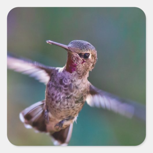 Hummingvogel Quadratischer Aufkleber (Vorderseite)