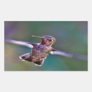 Hummingvogel Rechteckiger Aufkleber