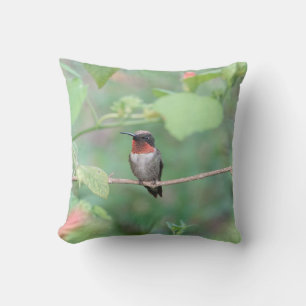 Hummingvogel ruht auf dem Ast, grün Kissen