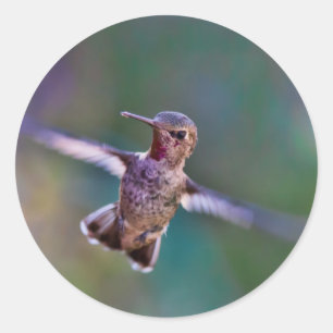 Hummingvogel Runder Aufkleber