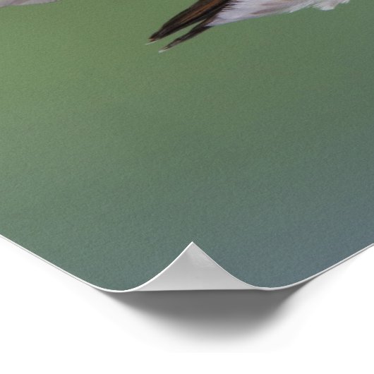 Hummingvogel, Selasphorus 2 Poster (Ecke)