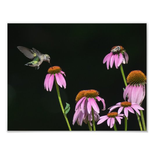 Hummingvogel und Bienenfreiblume Fotodruck (Vorne)